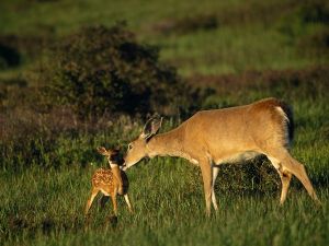 white-tailed-deer_756_600x450