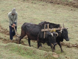 nepal-ox-plow