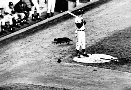 The 1969 Cubs were cursed by a black cat and missed the playoffs.