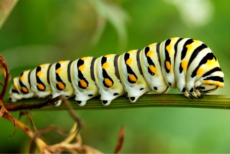 caterpillar-4