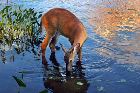 deer_drinking